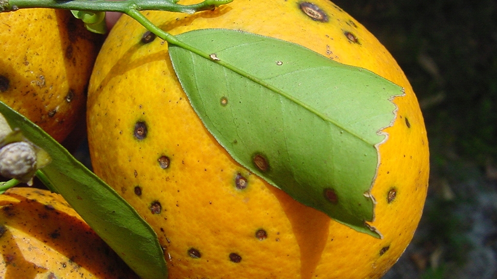 Orange fruit with dark spots (lesions) all over its surface and a green leaf with lesions visible along the leaf's edge.