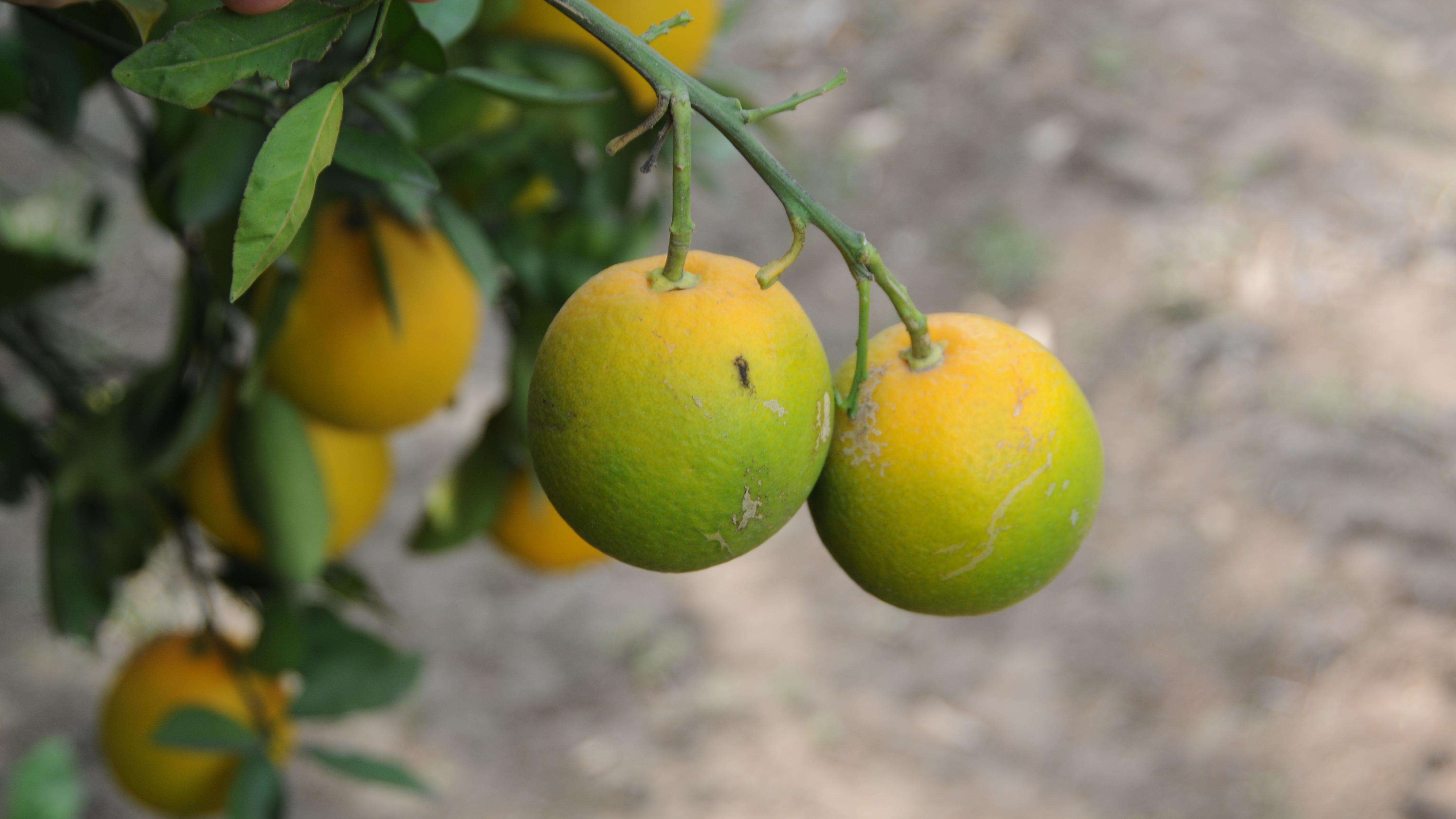 Abnormally small oranges on a branch. The fruit is orange at the top near the stem but gradually changes to dark green on the bottom.