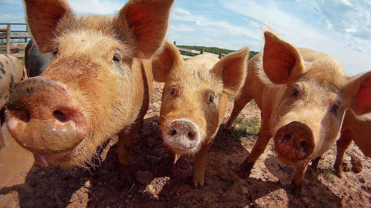close up image of several pigs in an outdoor pen