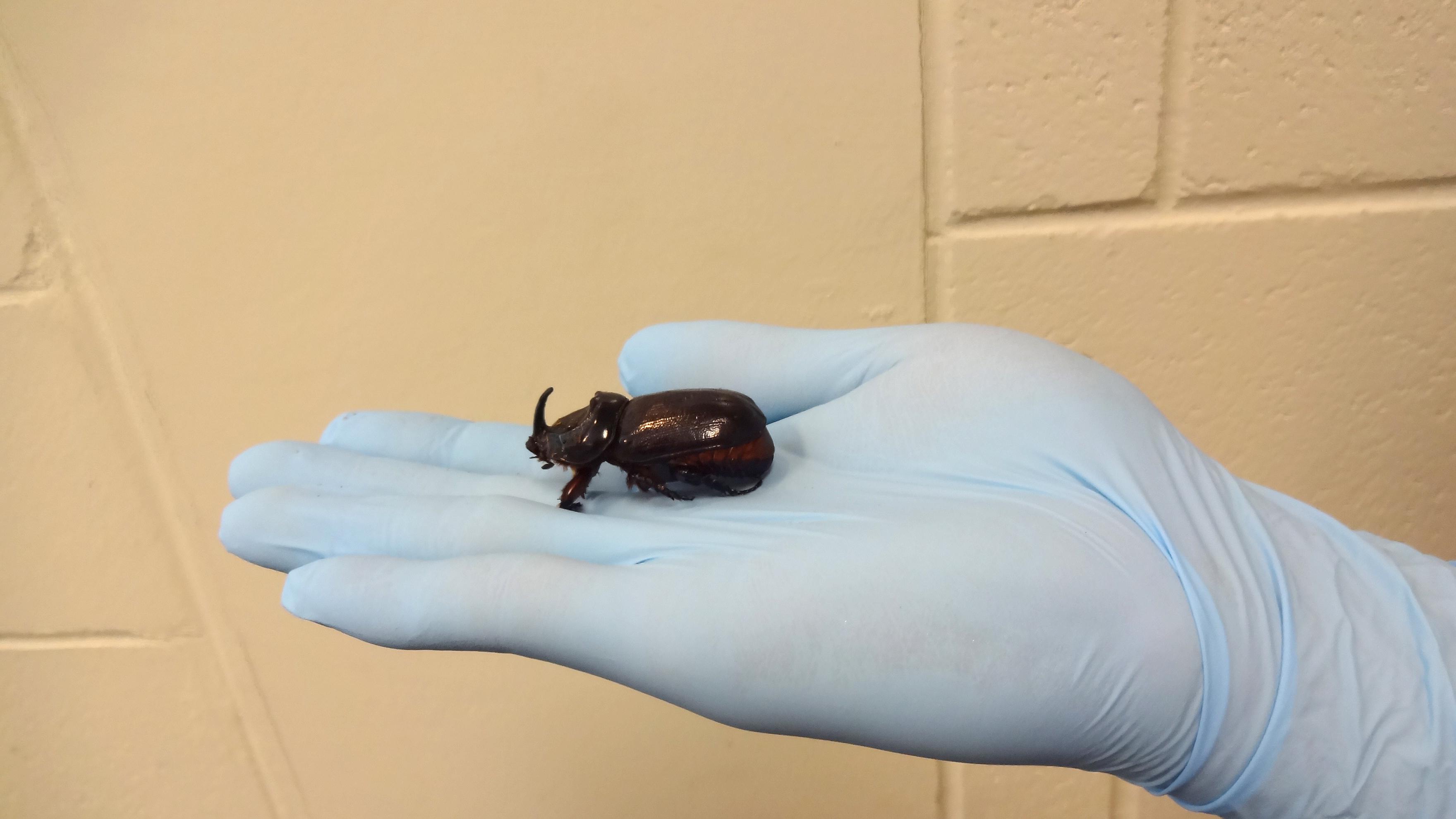 Male coconut rhinoceros beetle on a person's gloved hand; beetle is brownish-black and measures about 2 inches long.