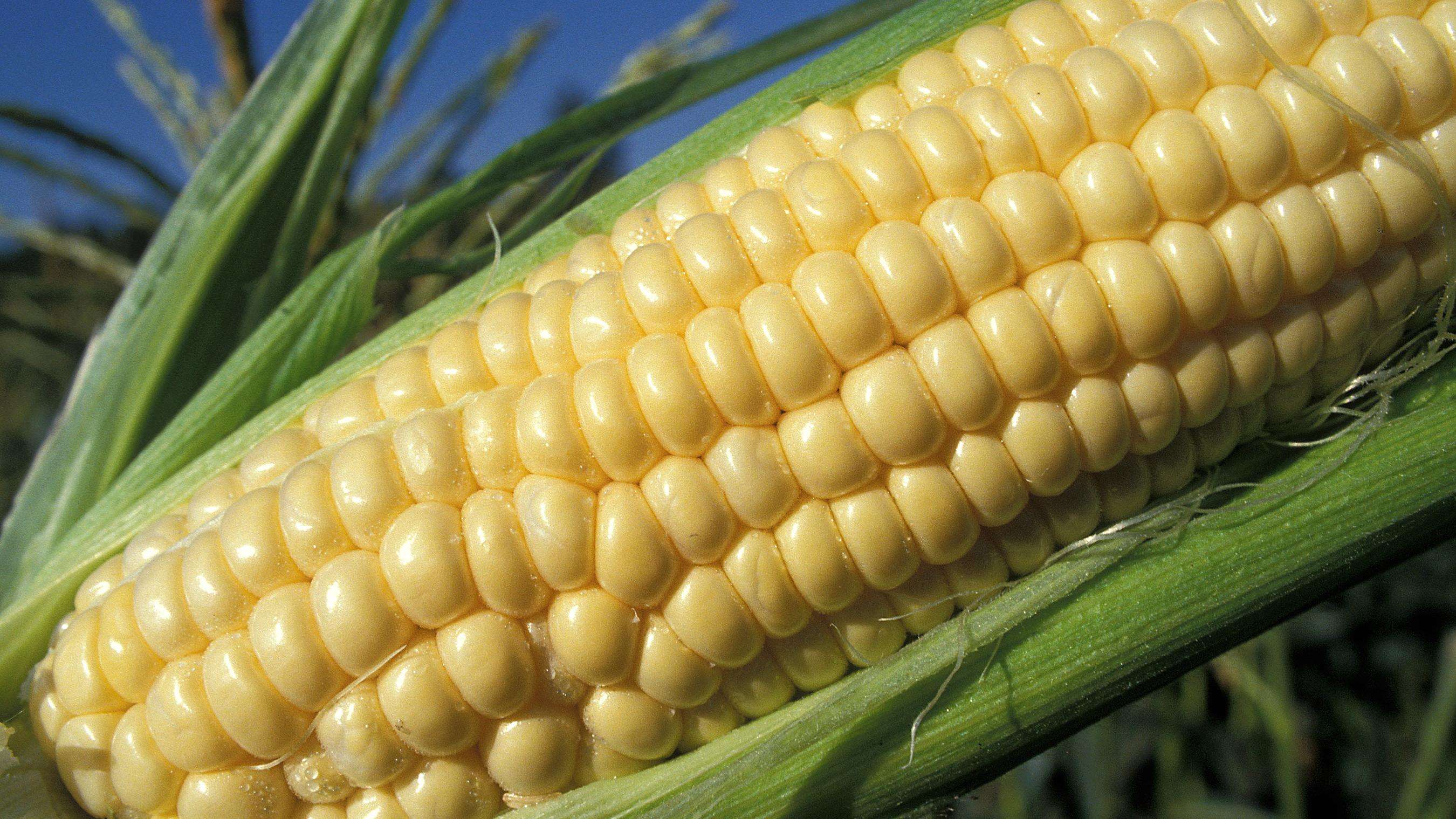 Cob of corn off of stalk