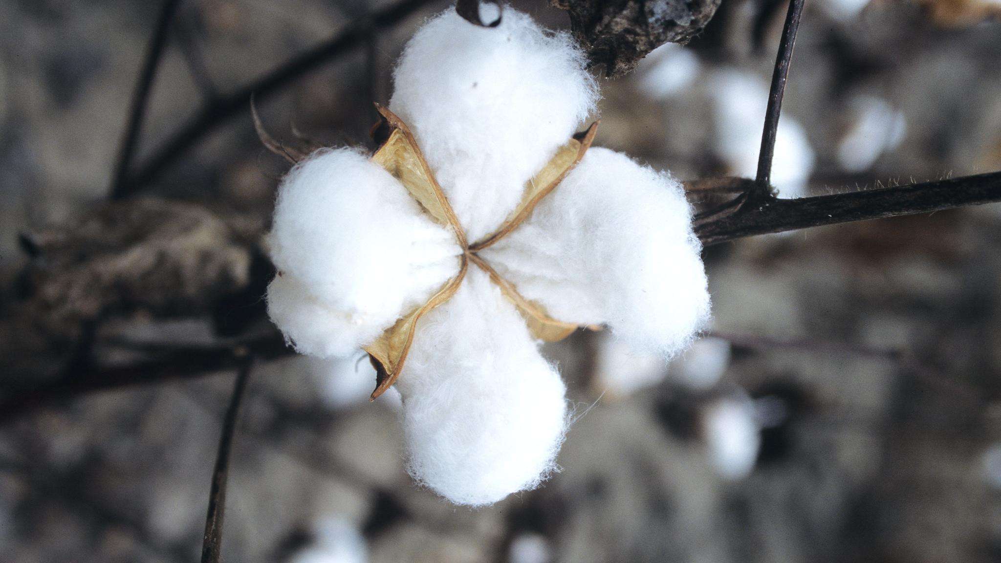 Mature white cotton boll on a plant stem.