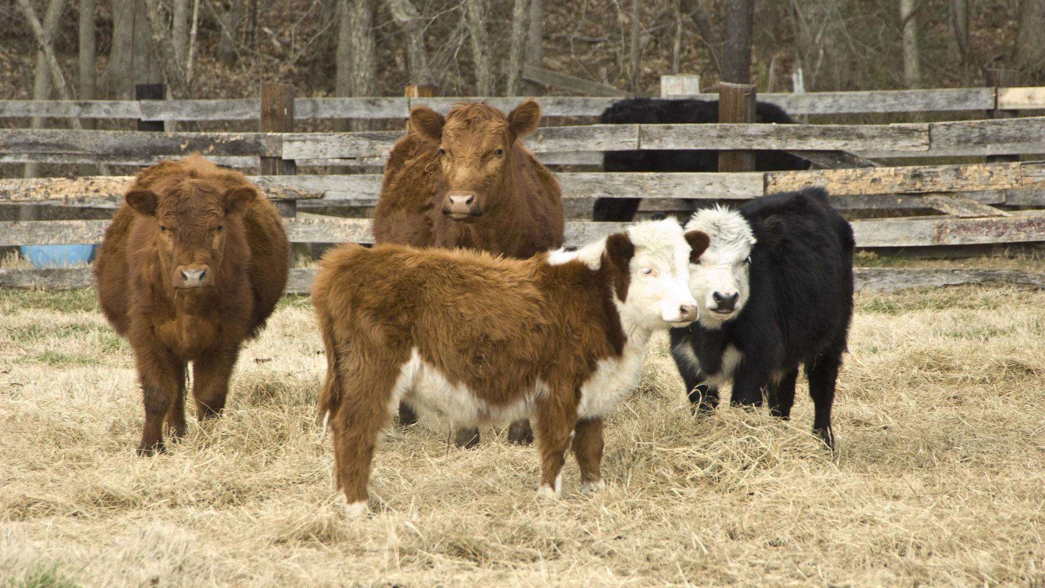 Three reddish brown cows and one black and white cow standing in winter grass. 