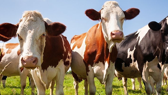 Several cows standing in a field