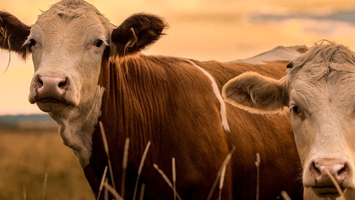 Two cows standing in a field