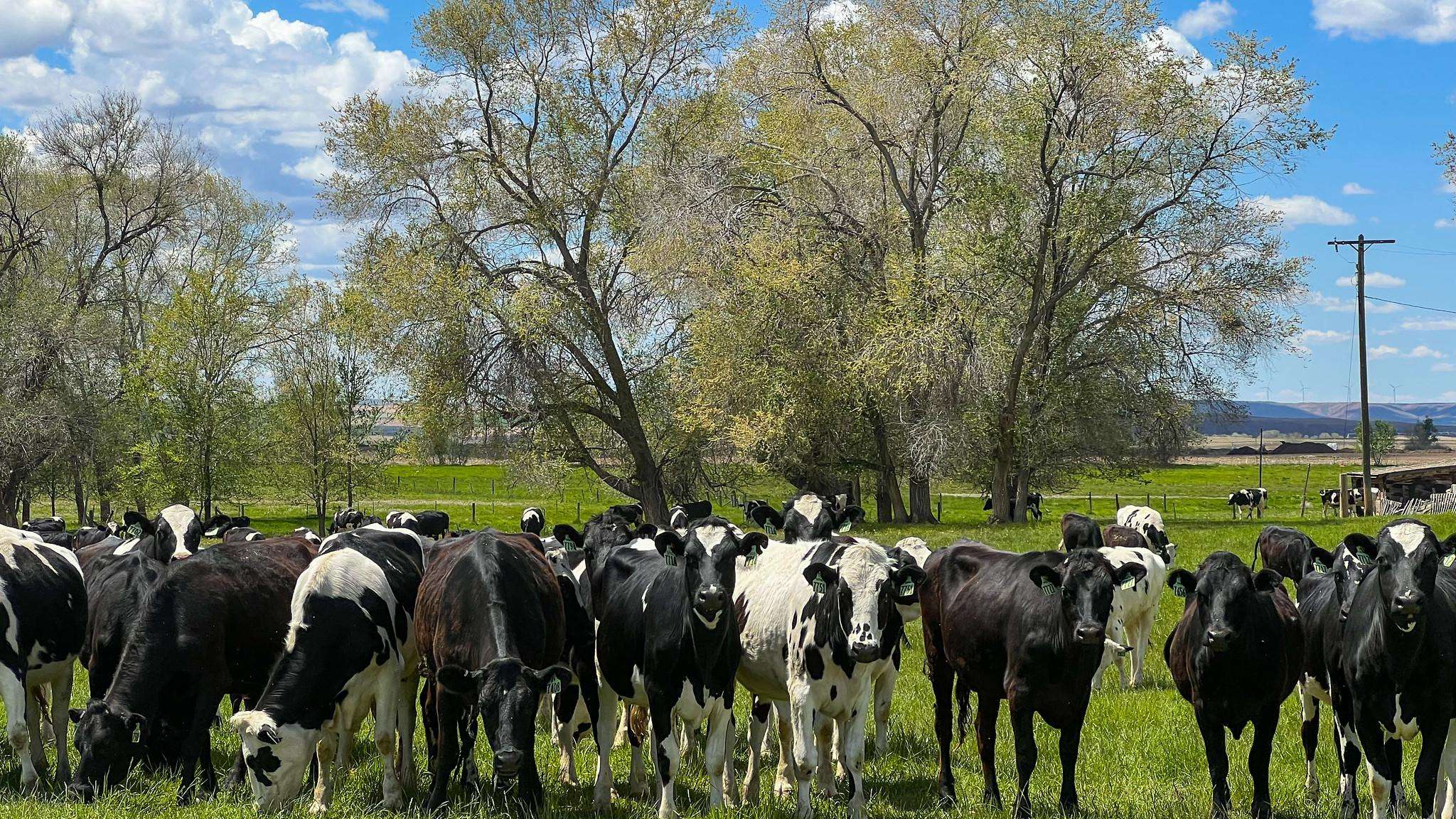 Herd of black/white cows in a pasture with trees in the distance and blue sky above.