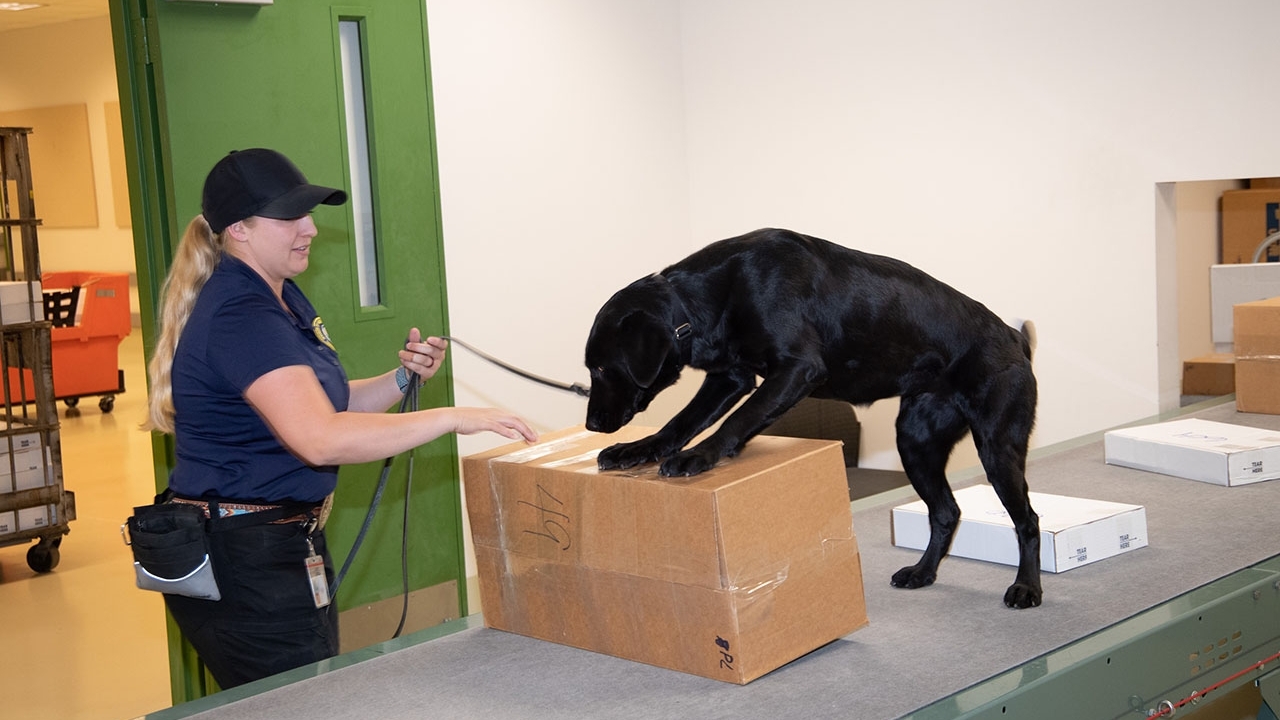 Agriculture's detector dog sniffs out prohibited agricultural products in parcels.