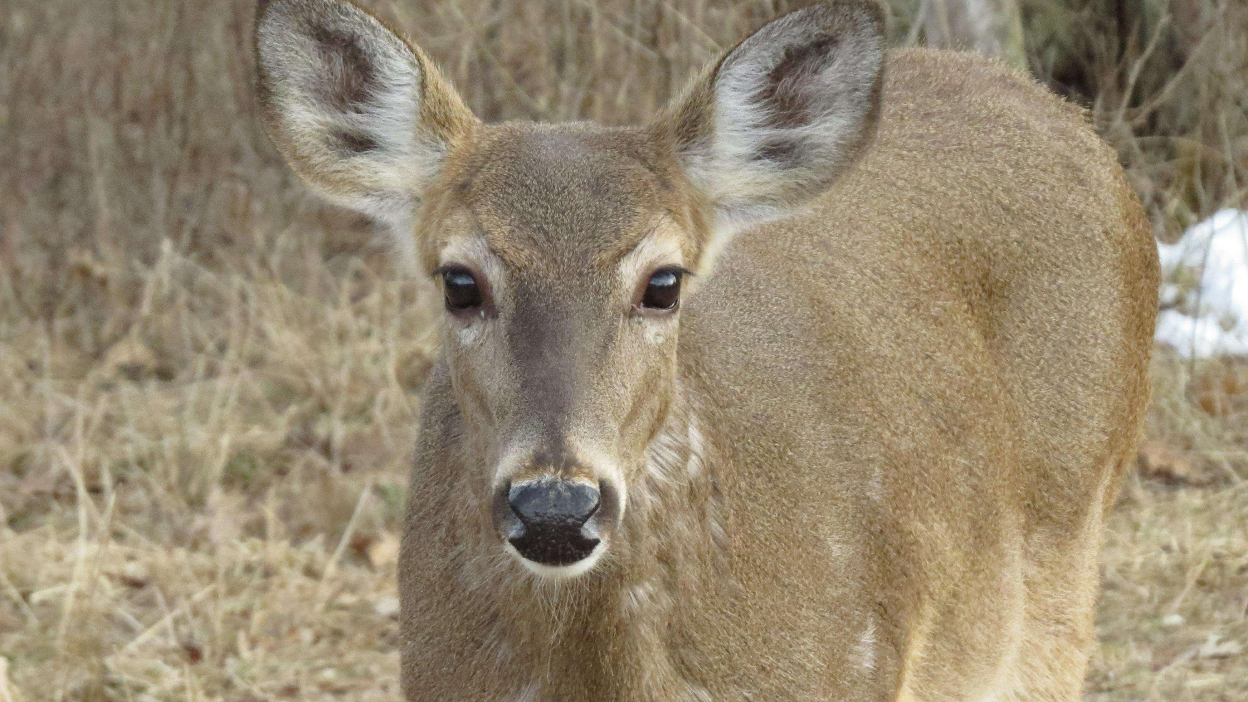 Close up of a brown deer in a field.