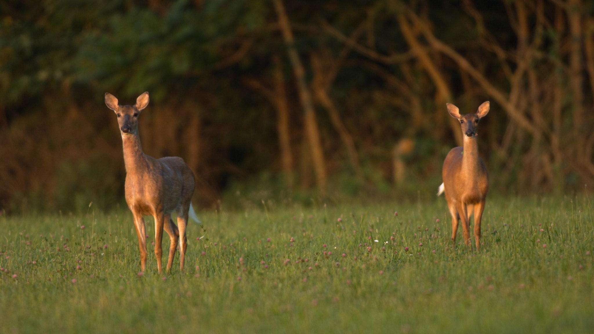 Two deer standing in a field