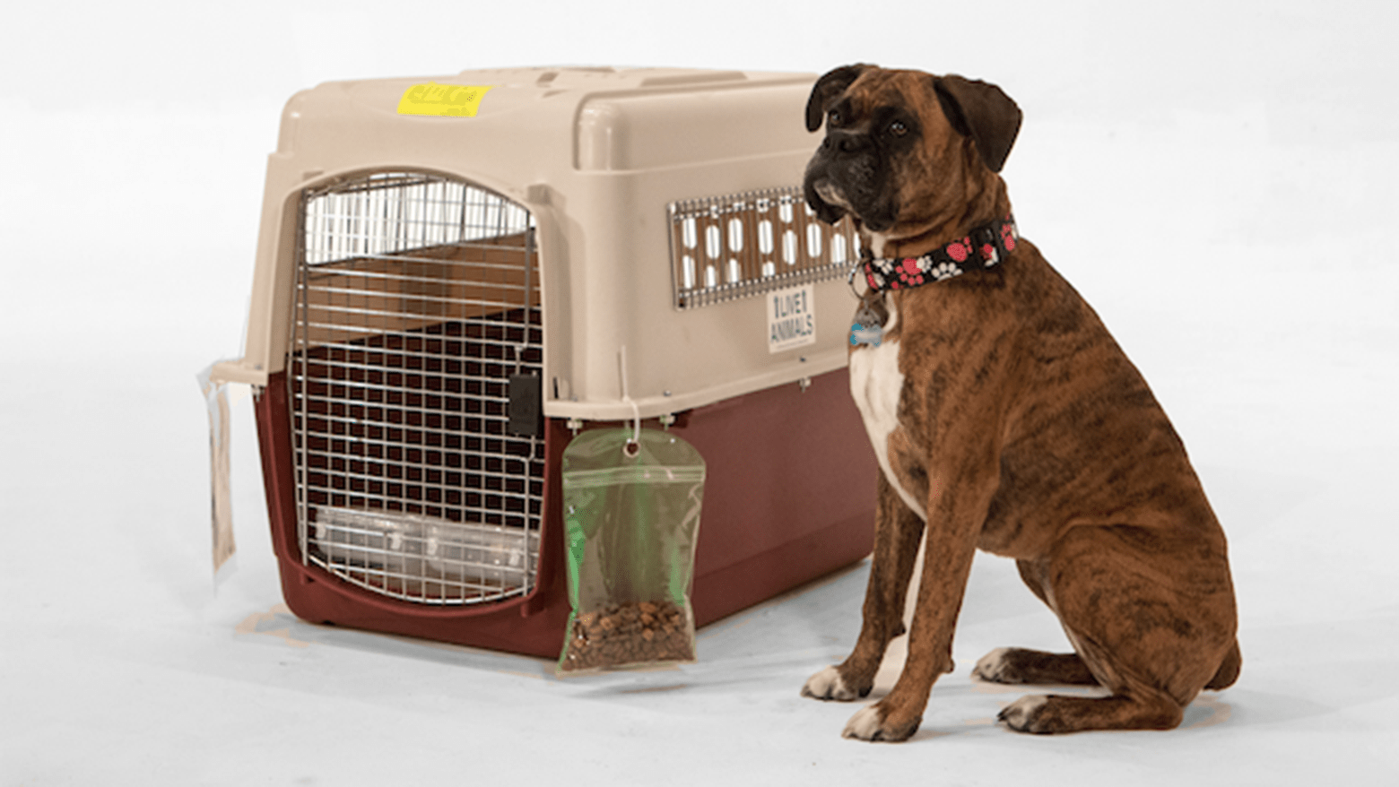 Dog sitting next to a travel kennel.