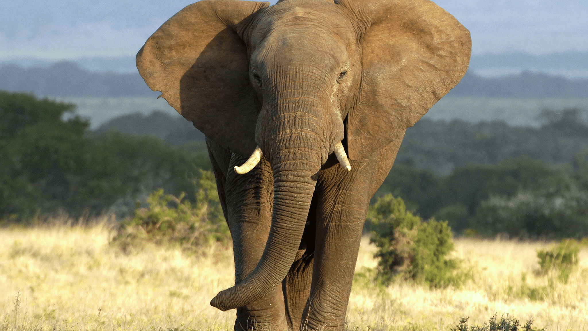 elephant