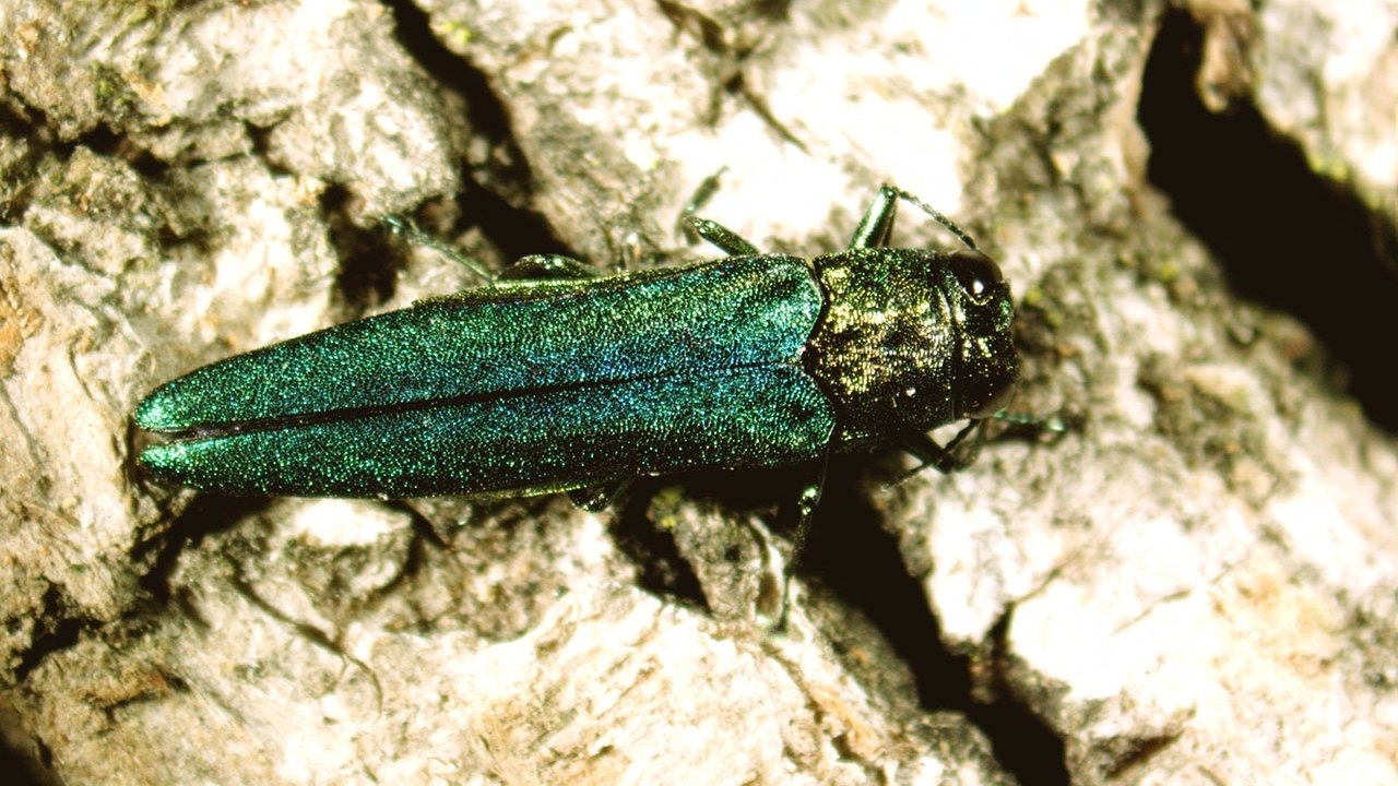 Close up of an adult emerald ash borer on bark of a tree; beetle is bright, metallic green, measures about one-half inch long and has a flattened back.