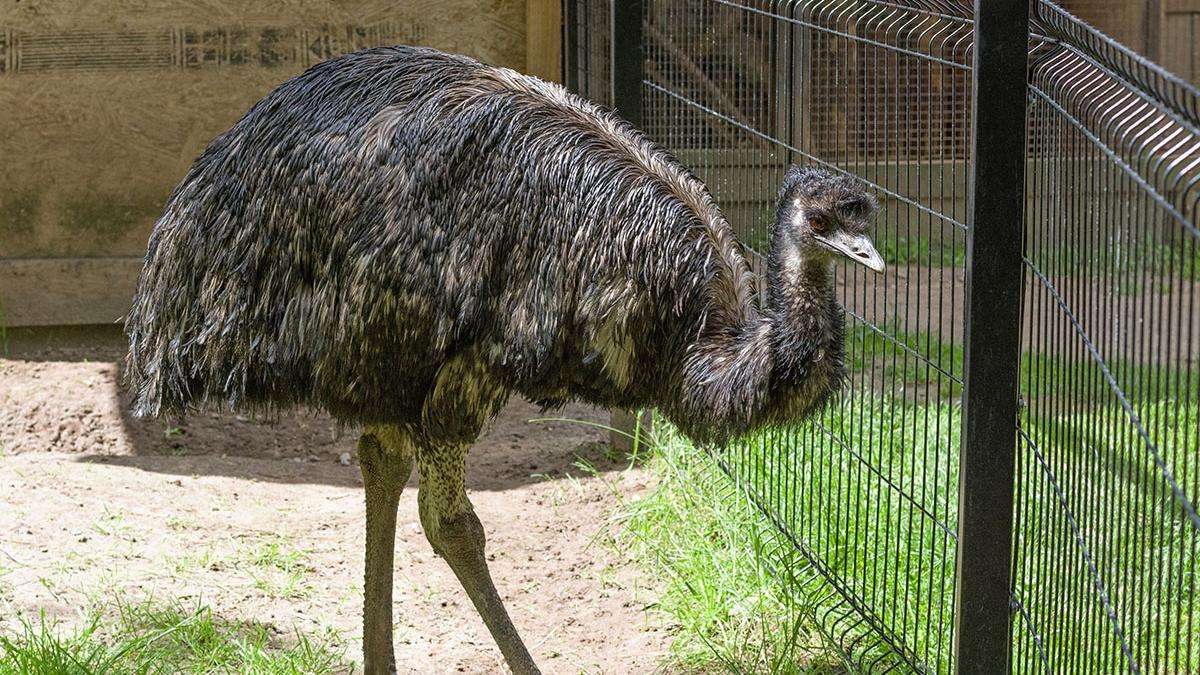 Emu (Dromaius novaehollandiae) -  a bird of the order of cassowaries