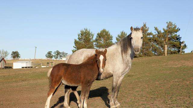 Grayish-white mare and her chestnut brown foal standing in a field.