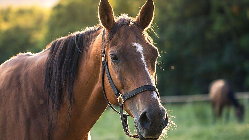 A brown horse wearing a bridle stands behind a fence and looks at the viewer.