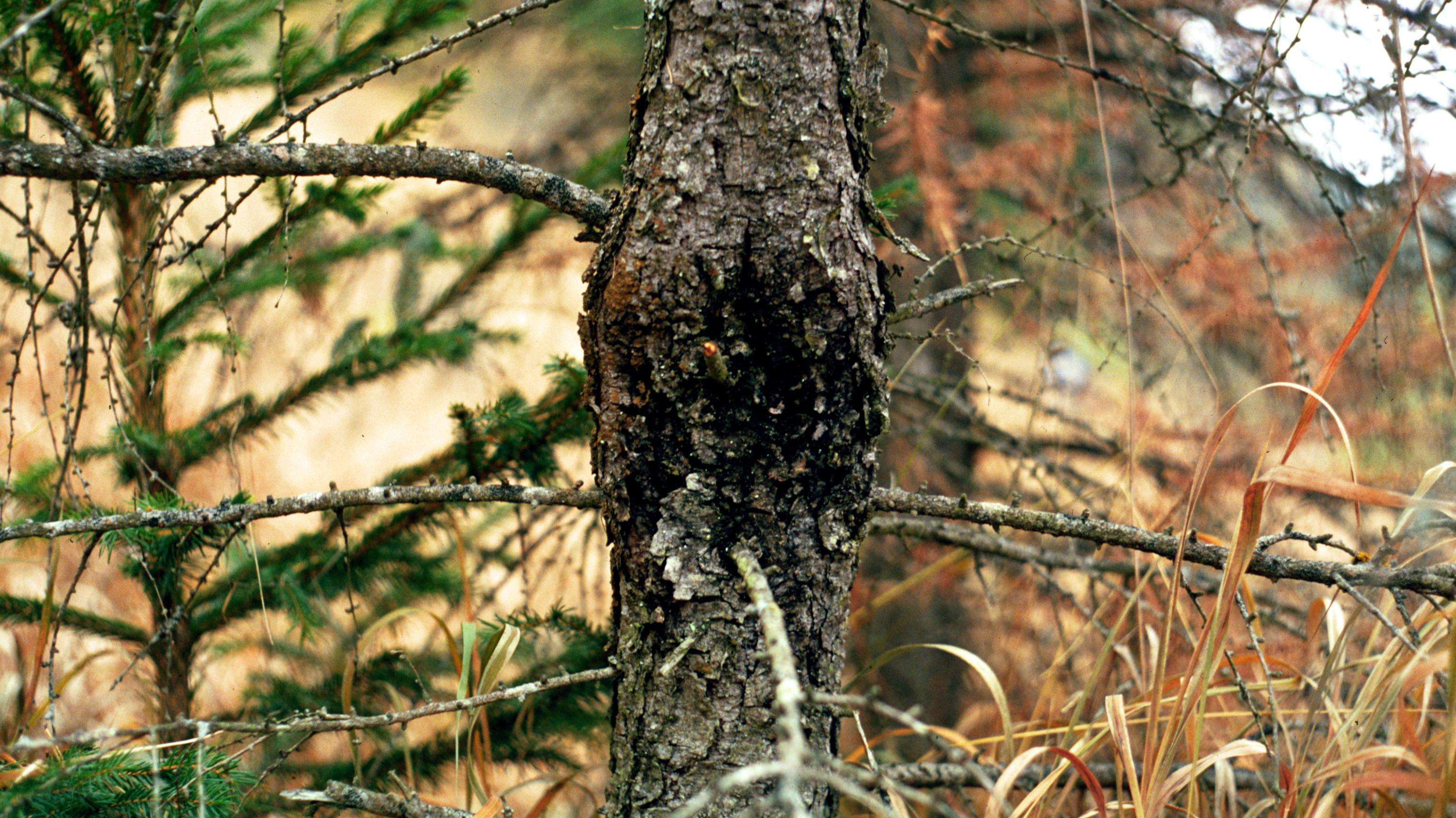 Large canker lesion on the trunk of a larch tree.