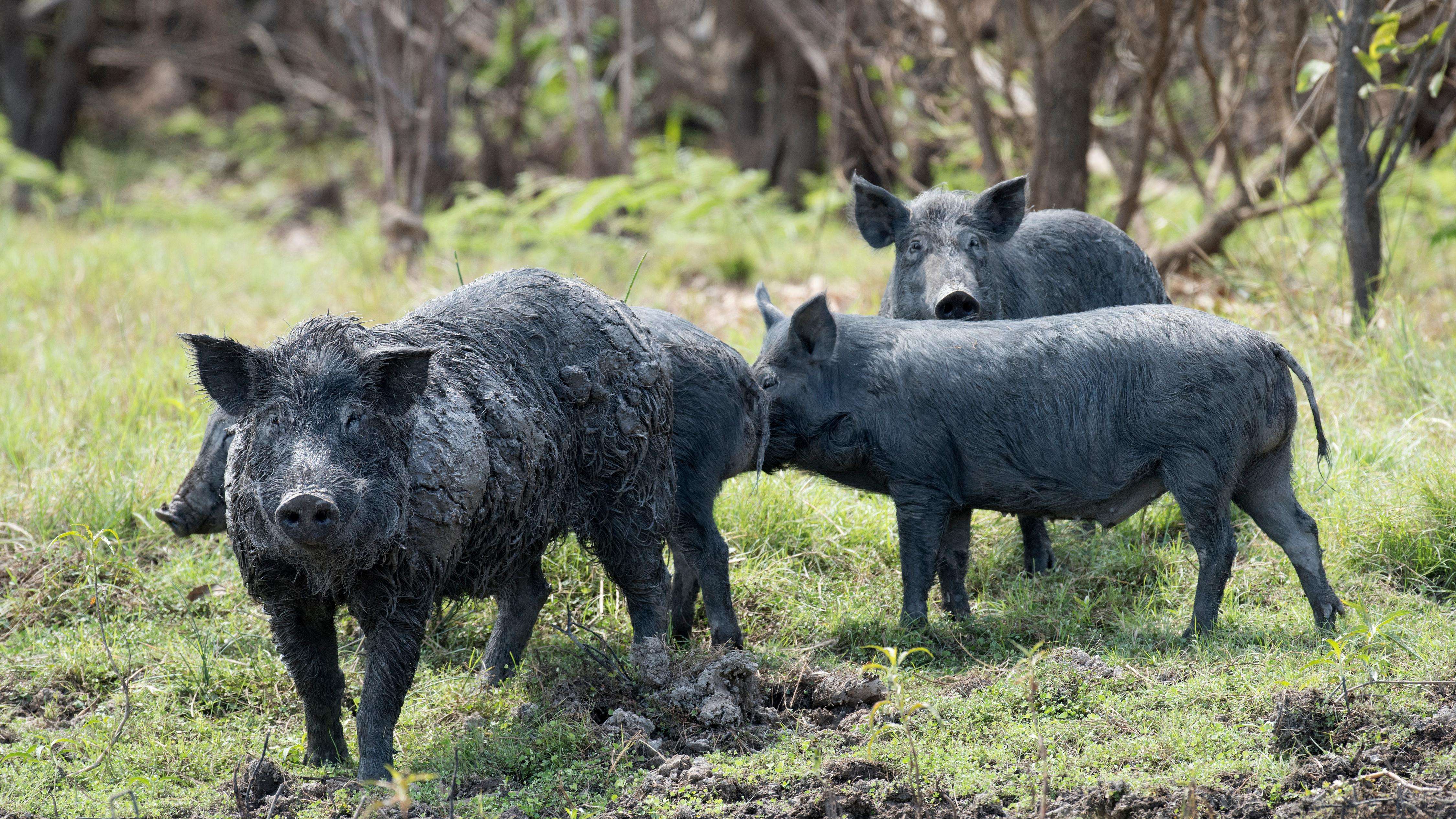 A group of black swine stand in front of a forest