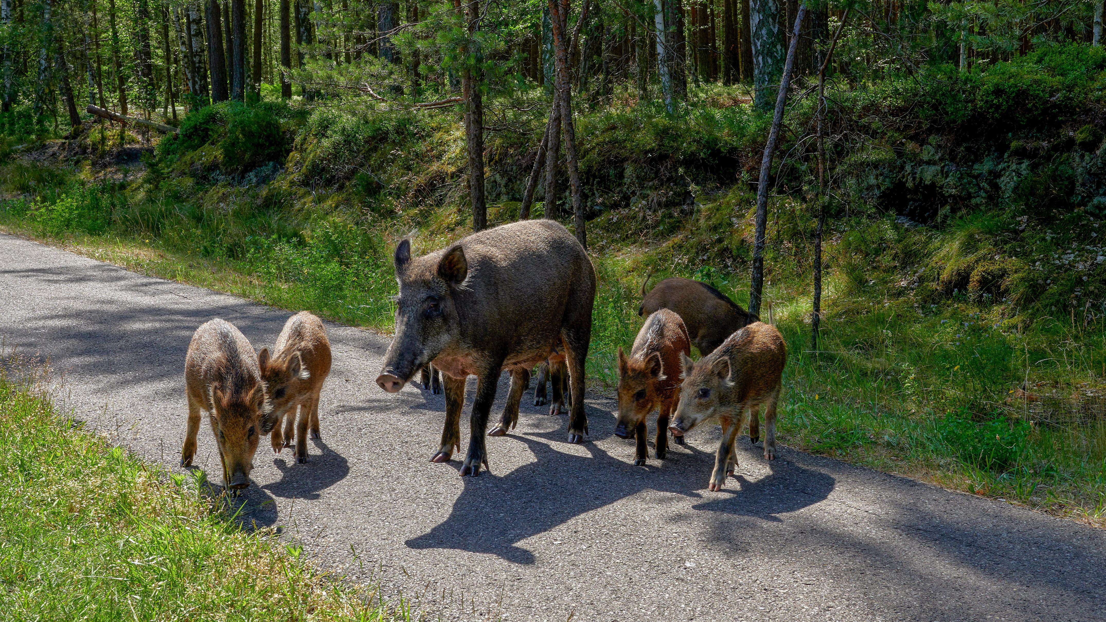 feral swine on a pavement trail in the woods