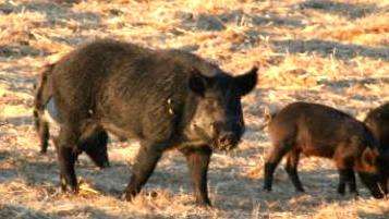 A group of Feral Swine in a field