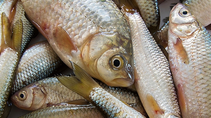 several fish in a pile