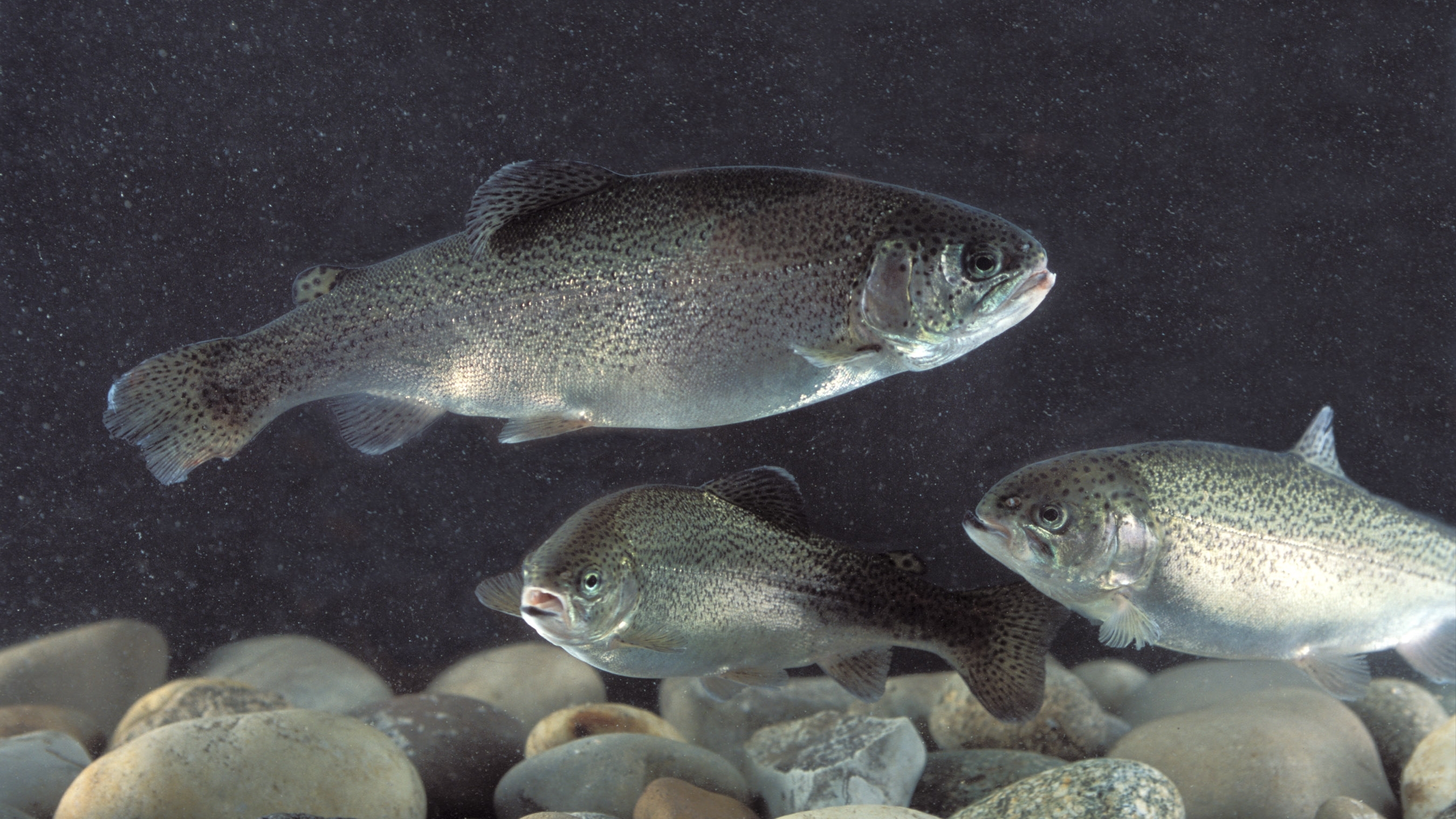 Three silver-gray fish swimming over rocks.