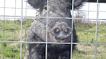 Feral Swine in a Cage