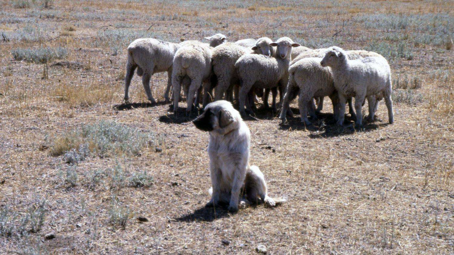 Guard dog watching over a small flock of sheep