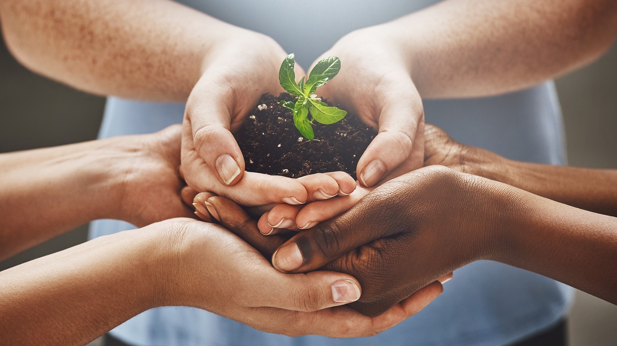 hands holding a plant