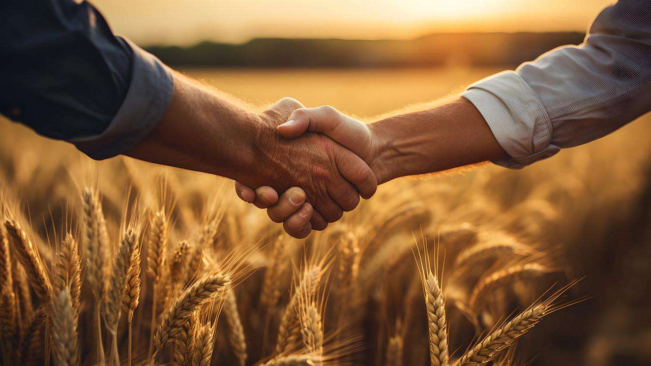 Closeup image of two people shaking hands against background of a wheat field.