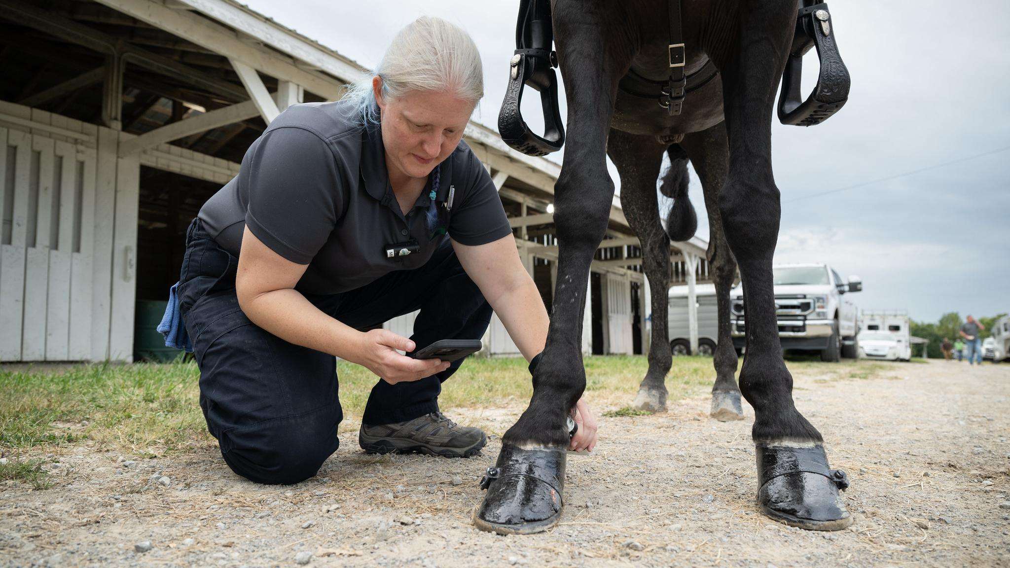 Animal Care inspector uses a portable ultrasound instrument that connects via Bluetooth to a cell phone to help identify sored horses, 