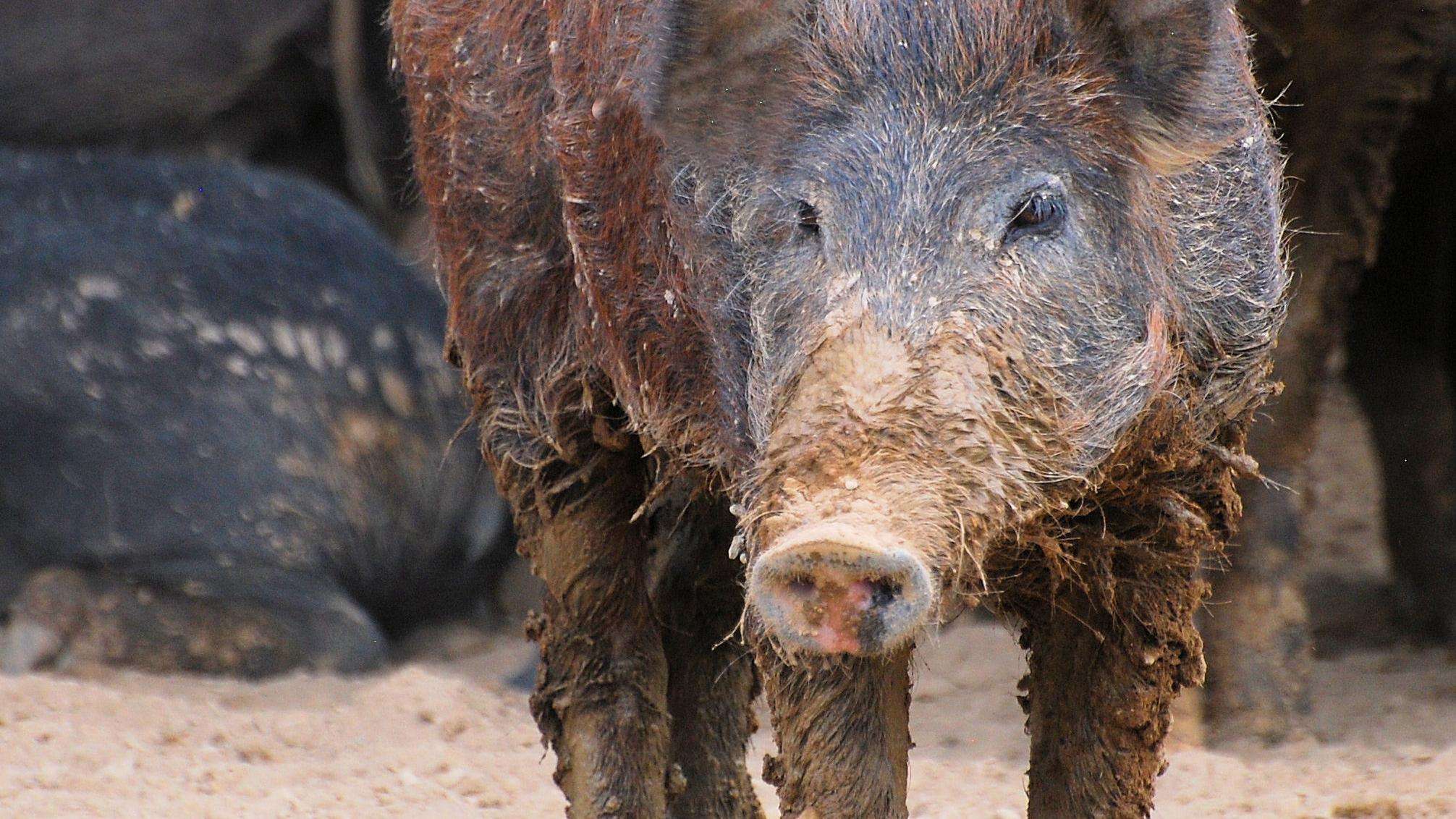 photo of a muddy feral hog