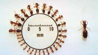Imported fire ants vary widely in size.
