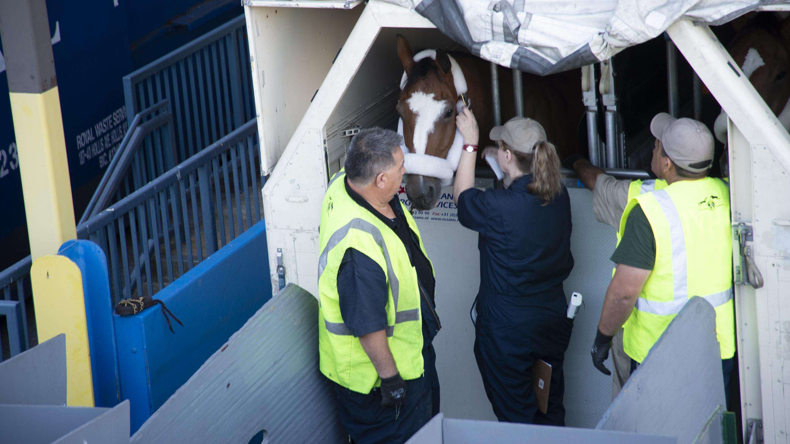 Brown horse in cargo box getting inspected. 