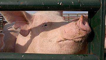 Adult pig looking through a fence.