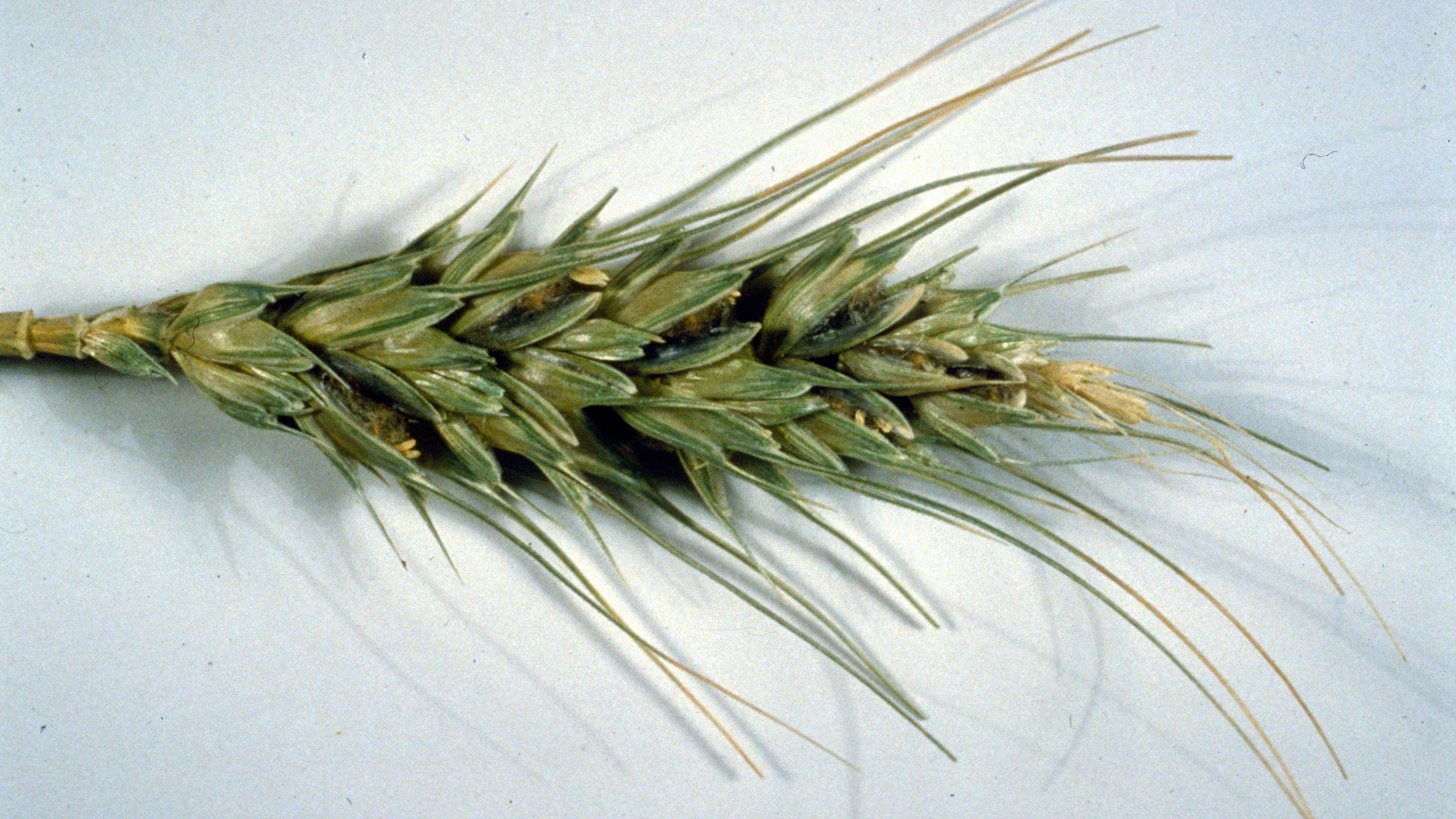 Bunted ear (Tilletia indica) of wheat.