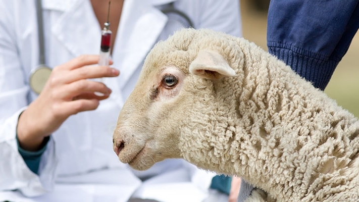 A Veterinarian giving a vaccine to a sheep