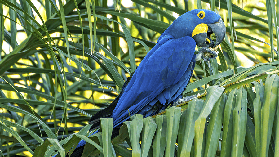 Hyacinth Macaw