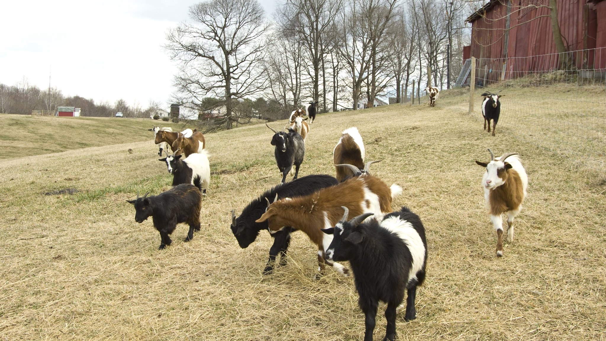 Group of mixed color goats in a pasture with a red barn in the background.