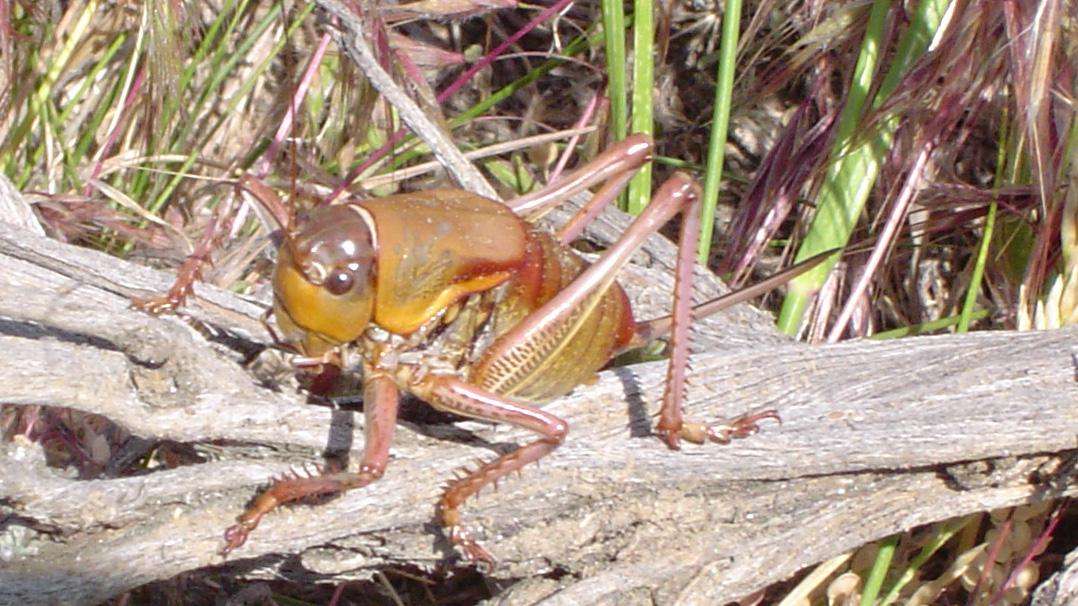 Mormon cricket (Anabrus simplex) sitting on a dead tree