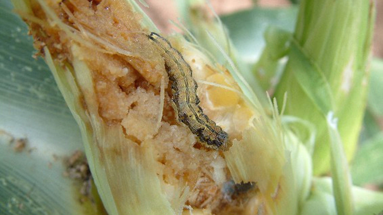 old world bollworm