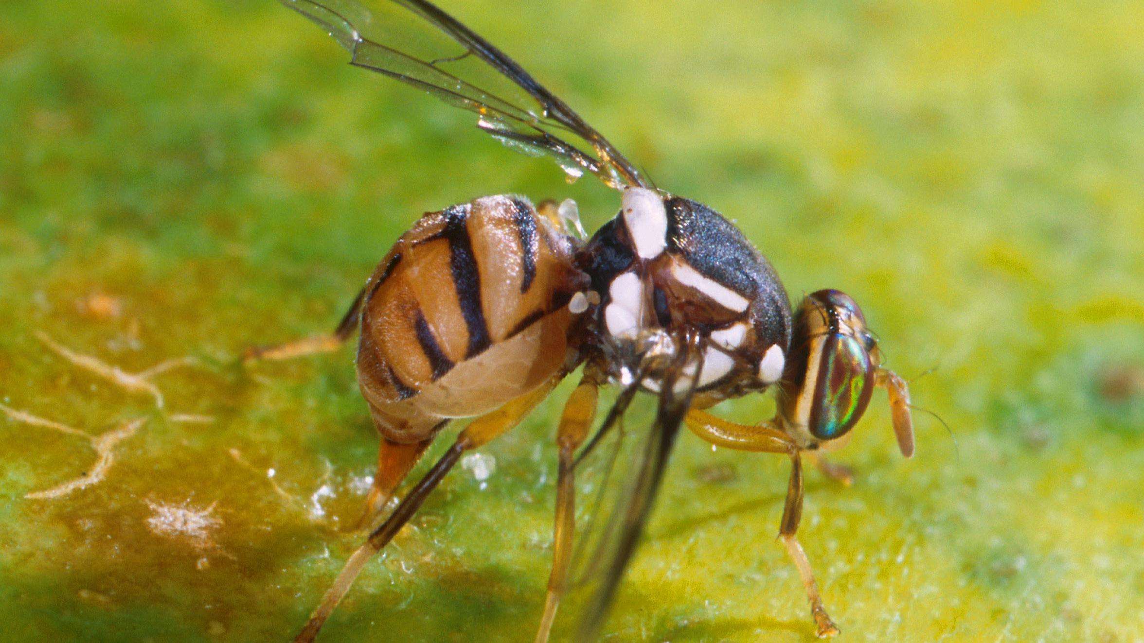 Fruit fly with white spots on a dark-brown thorax and a tan abdomen with dark-brown to black markings.