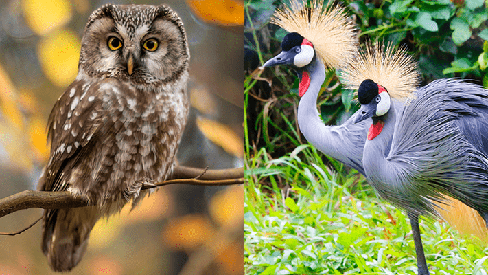 Owl and Crowned Crane