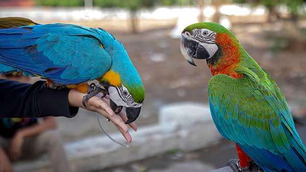 Two parrots perched