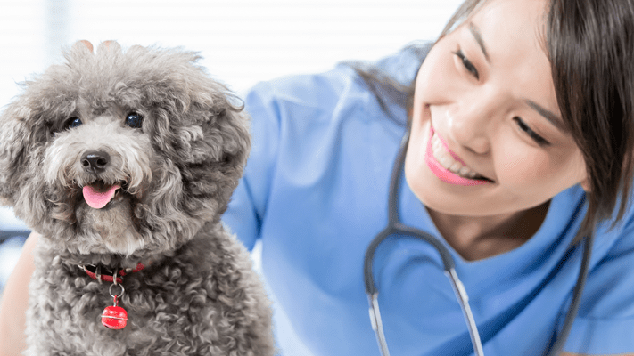 A veterinarian examining a poodle
