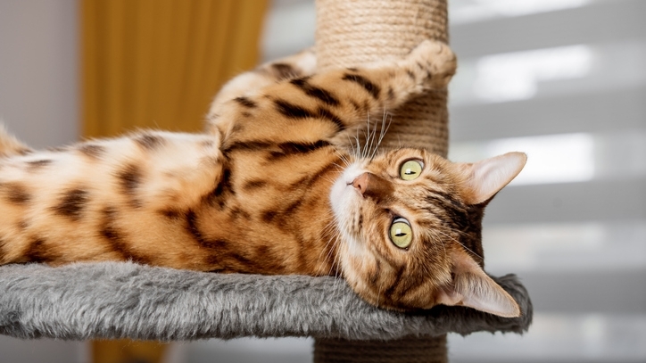 A tan and brown cat lies on his back near a scratching post.