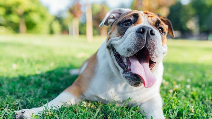 Dog lying in the grass