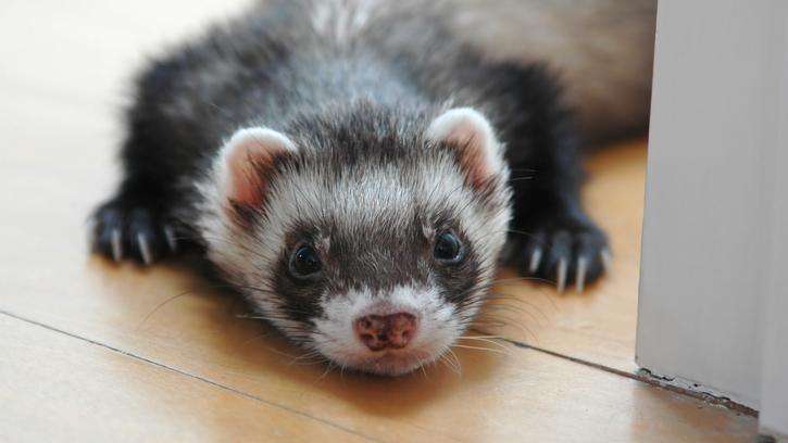a black and white ferret lays on the ground and looks at the viewer.