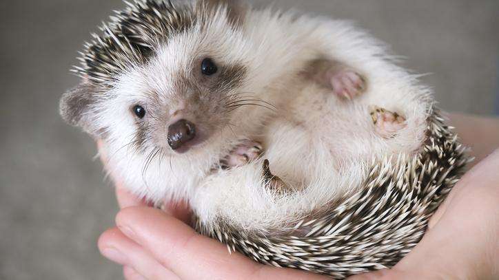 a hedgehog lies on its back in the palm of someone's hand.