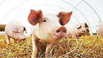 Close-up of a pig standing in a bed of straw.