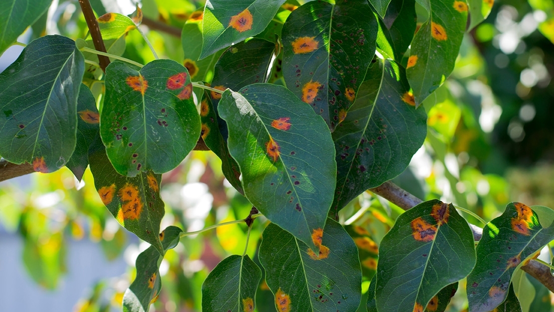 A collection of live leaves with orange splotches